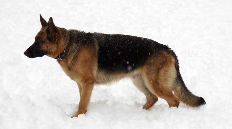 Kenya du Lac 12 Décembre 2010 - German Shepherd quebec canada - Berger allemand de grande lignée de champion du Monde