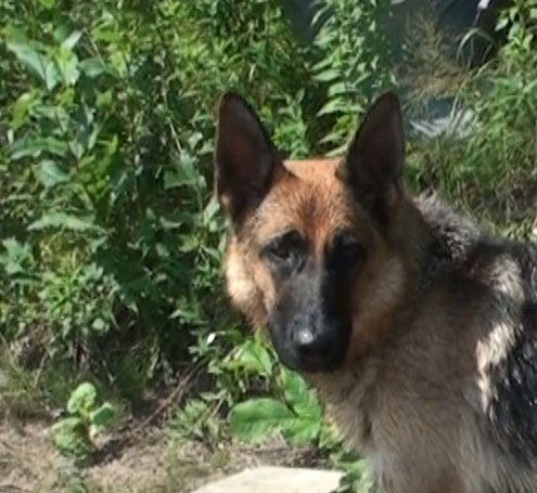 Kenya Du lac - été 2010 - Berger allemand Quebec