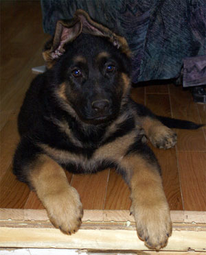 Chiots 2 mois 4 jours de notre élevage de berger allemand a vendre