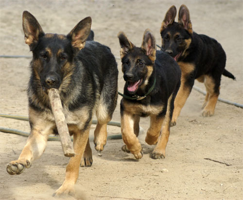 Lady , Roxy et Big nos chiots Berger Allemand