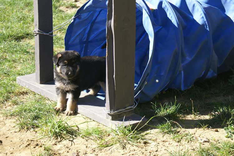 Chiots Lady Octobre 2010