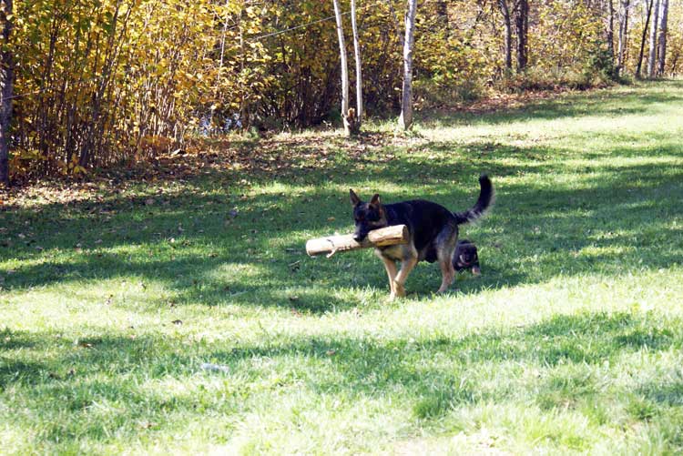 Chiots Lady Octobre 2010