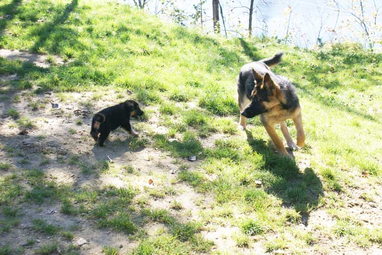 Chiots Lady Octobre 2010