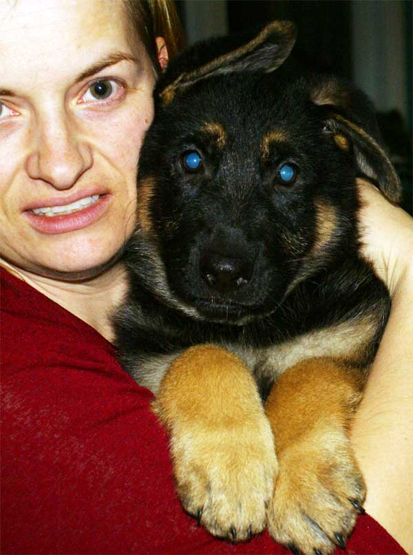 Kara chiot berger allemand Femelle - Elle est maintenant dans les Laurentides !