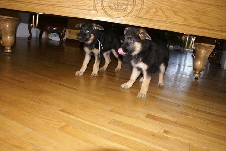 Les 2 petits derniers chiots femelles qui sont encore avec nous 