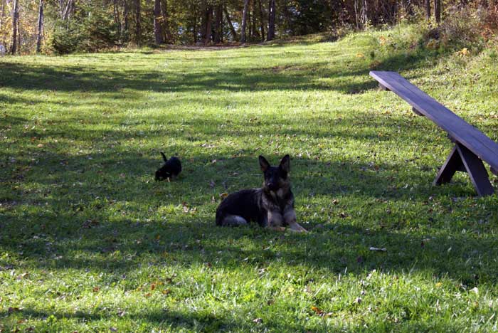 Chiots Berger Allemand 9 Octobre 2010 - German shepherd