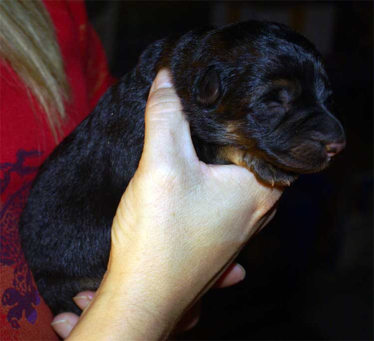 Chiot berger allemand a vendre né le 4 sept 2010