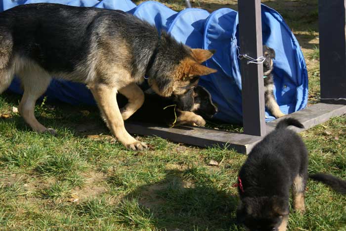 Chiots Berger Allemand - Eleveur de passion de lignées de Champion 