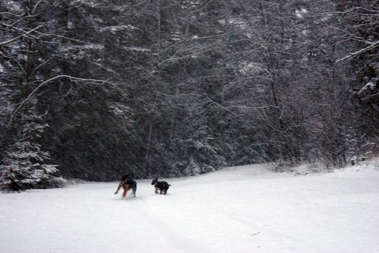 Chiot femelle berger allemand et maman !