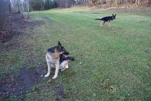 Capone Von D'andico Berger Allemand Pure race De lignee