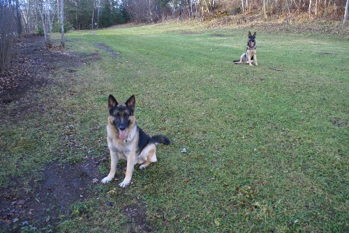 Capone Von D'andico Berger Allemand Pure race De lignee