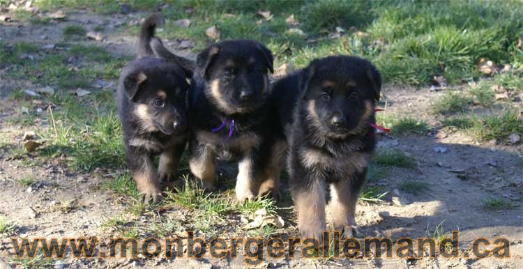 Chiot Berger allemand Octobre 2010