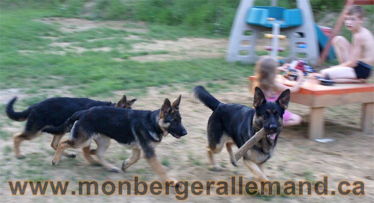 Gauche Big a l'arrière, Roxy et Lady avec le Baton