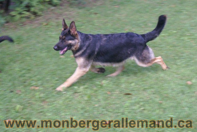 Lady 23 Aout 2010 - Femelles berger allemand