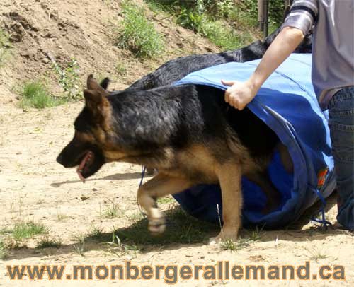 Lady Dans le tunnel d'agilité  - German Shepherd de grande Lignée