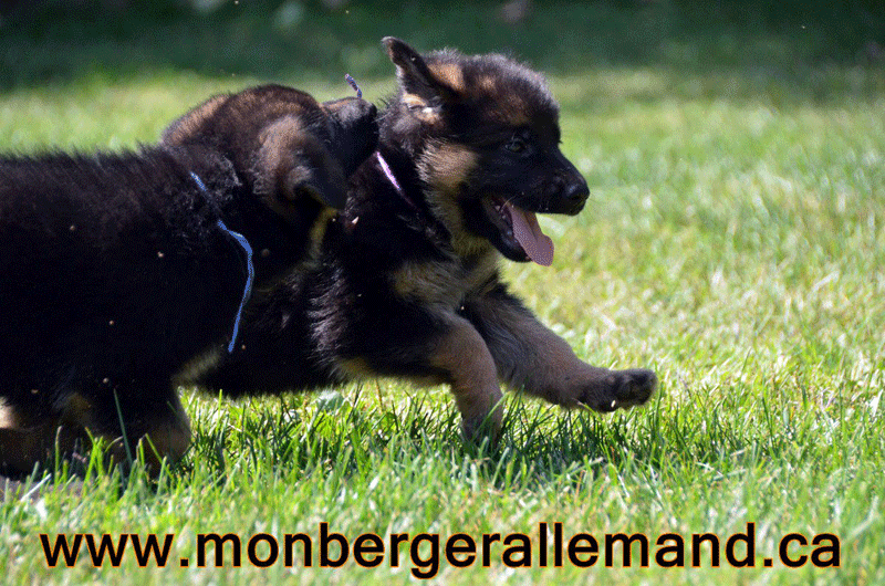 Chiots berger allemand a Roxy - 3 Males et 3 femelles 