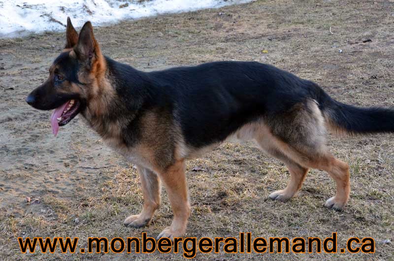 Big le Terrible , Male berger allemand 20 Mars 2012