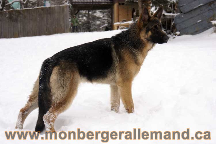 Nos Berger Allemand - 27 Novembre 2010 Première neige !