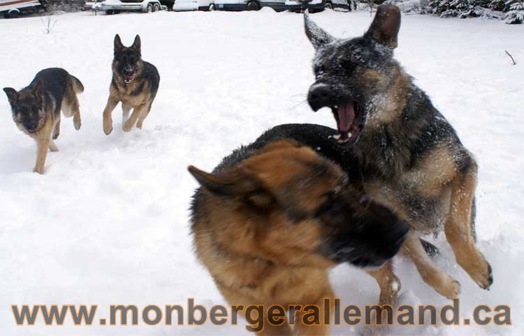 Nos Berger Allemand - 27 Novembre 2010 Première neige !