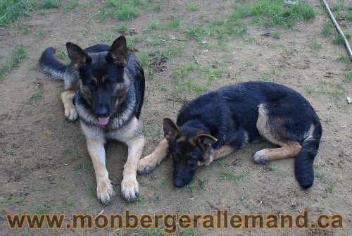 Élevage de berger allemand du nord - Éleveur de berger allemand de classe mondial
