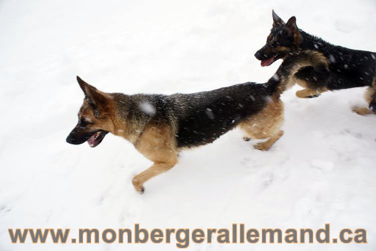 Nos Berger allemand - Mars 2011 Grosse tempete de neige