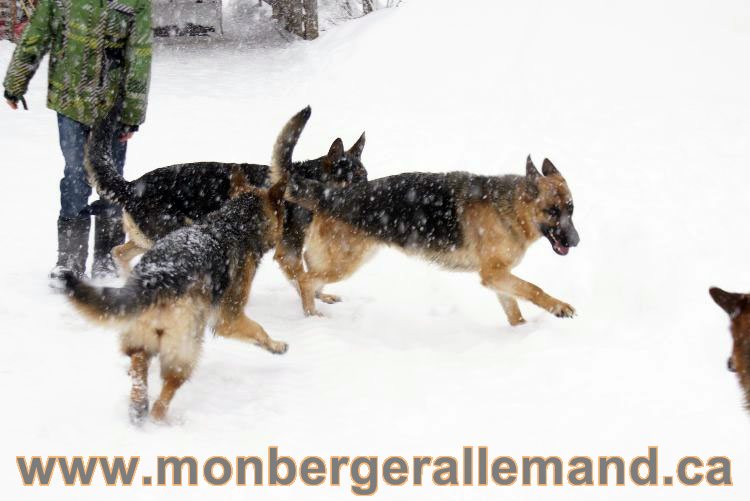 Nos Berger allemand - Mars 2011 Grosse tempete de neige