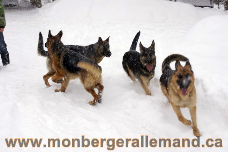 Nos Berger allemand - Mars 2011 Grosse tempete de neige