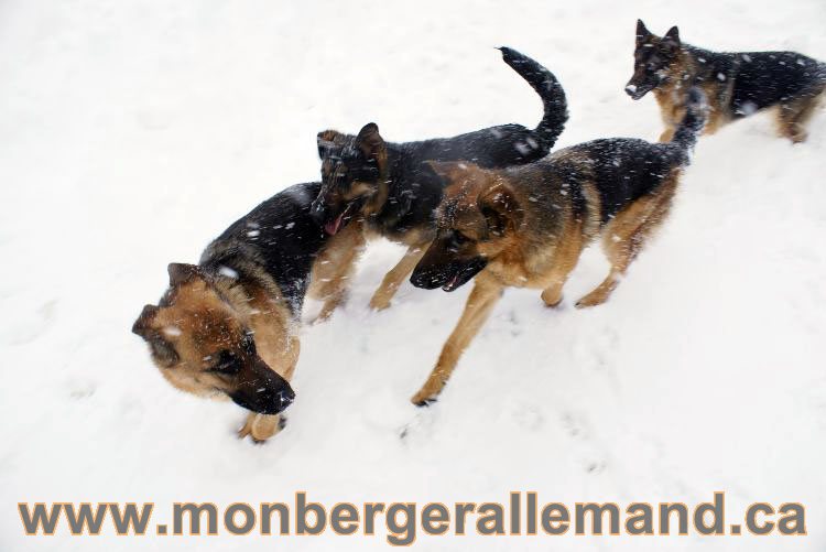 Nos Berger allemand - Mars 2011 Grosse tempete de neige