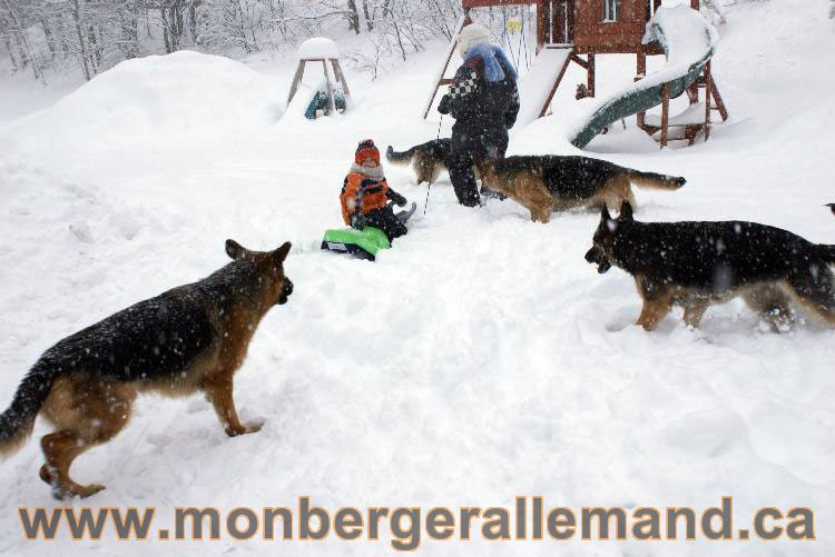 Nos Berger allemand - Mars 2011 Grosse tempete de neige