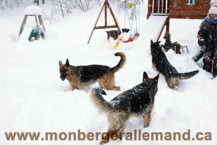 Nos Berger allemand - Mars 2011 Grosse tempete de neige