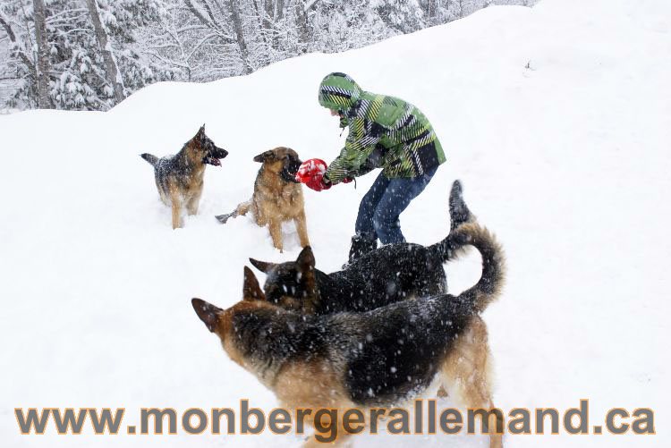 Nos Berger allemand - Mars 2011 Grosse tempete de neige