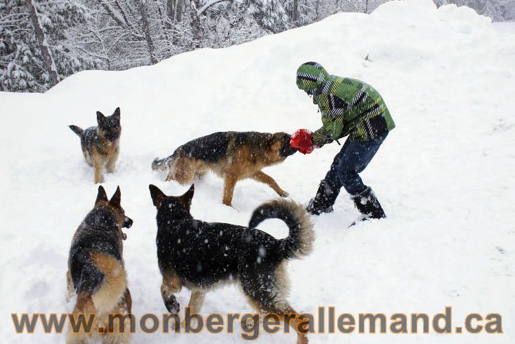 Nos Berger allemand - Mars 2011 Grosse tempete de neige