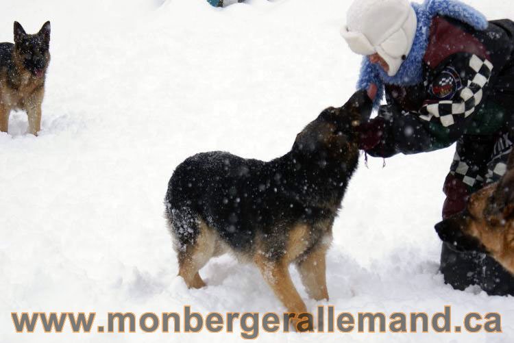 Nos Berger allemand - Mars 2011 Grosse tempete de neige