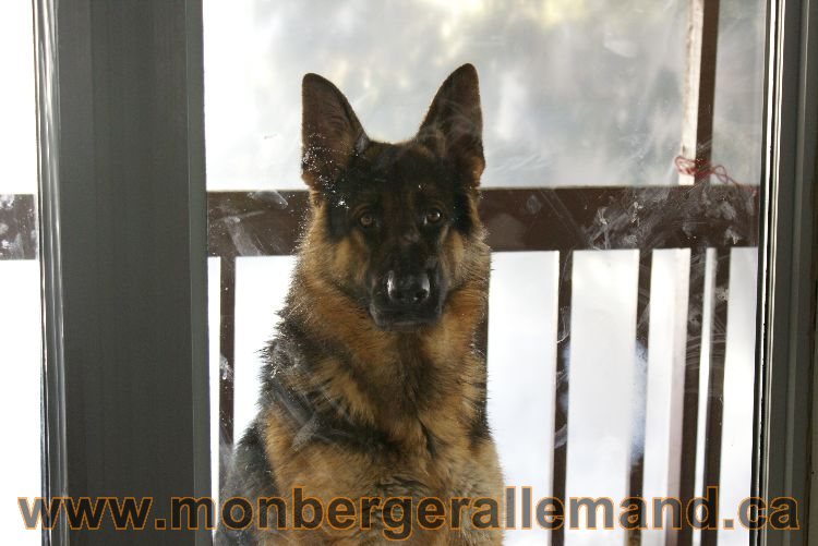 Nos berger allemand Mars 2011