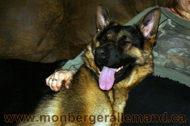 Nos berger allemand Mars 2011