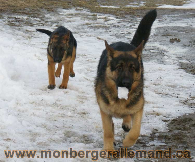 Chiots et chien berger allemand  - 15 mars 2011