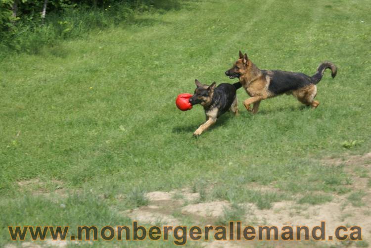 Lady & Vidal Juin 2011 - Berger Allemand de haute lignée