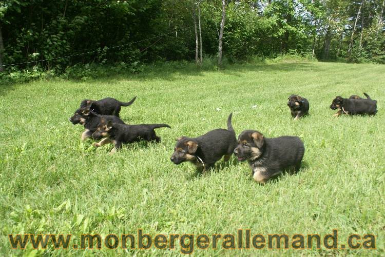 Lady - Chiots berger allemand a Lady