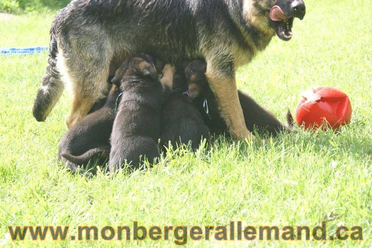 Lady - Chiots berger allemand a Lady