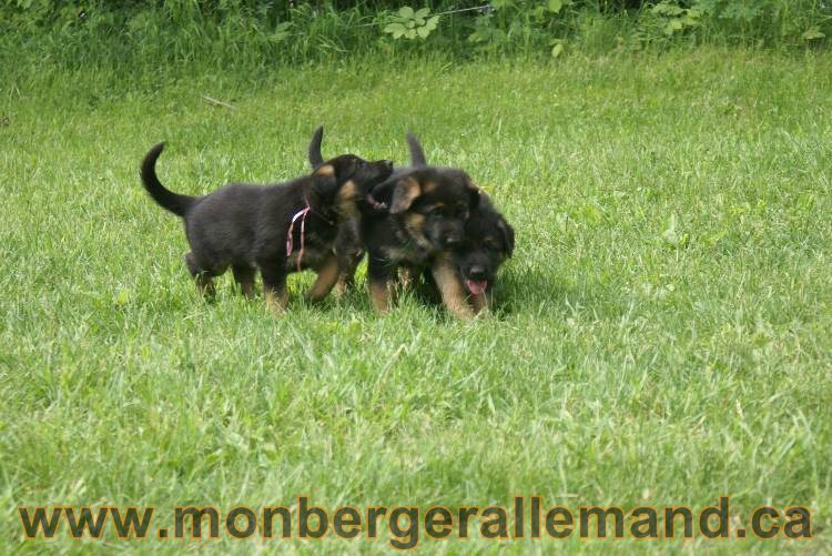 Lady - Chiots berger allemand a Lady