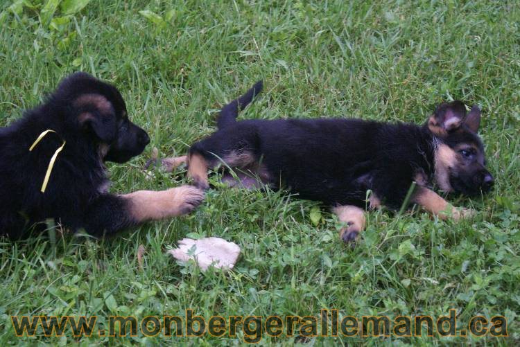 Chiots Lady 13 juin 2011 - Berger Allemand de grande lignée