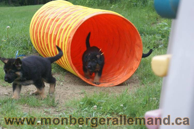 Chiots Lady 13 juin 2011 - Berger Allemand de grande lignée