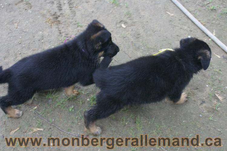 Chiots Lady 13 juin 2011 - Berger Allemand de grande lignée