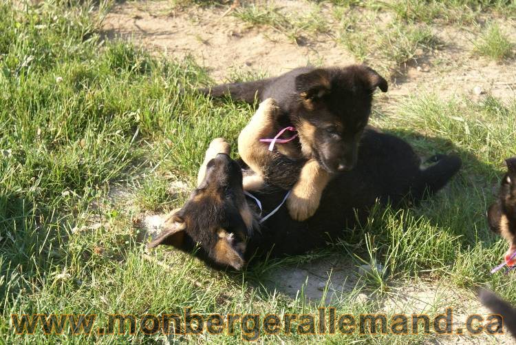 17 juin 2011 - Berger Allemand de grande LIgnée