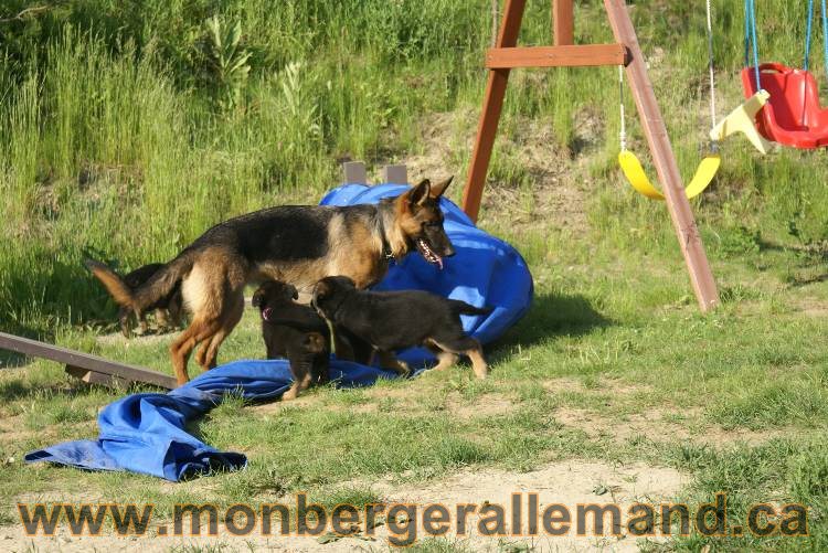 17 juin 2011 - Berger Allemand de grande LIgnée