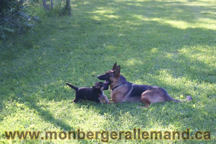 17 juin 2011 - Berger Allemand de grande LIgnée