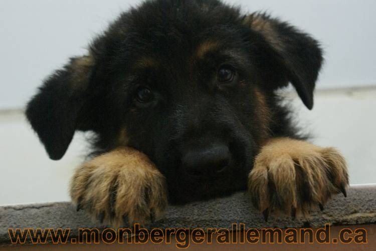 Photos de nos chiots berger allemands 21 juin 2011