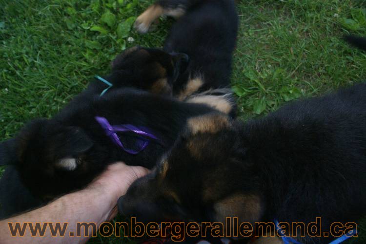 Photos de nos chiots berger allemands 21 juin 2011