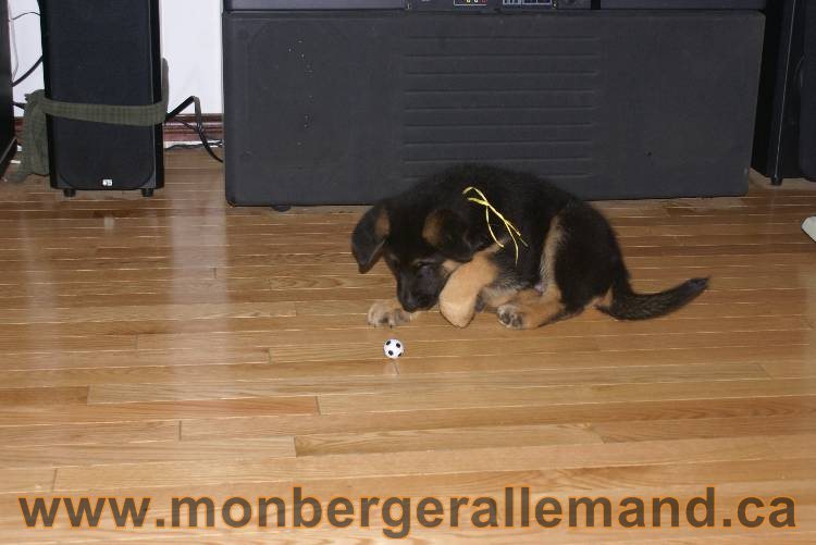 Chiots Berger allemand qui vont nous quitter... !!! Bonne chance mes bébés !!