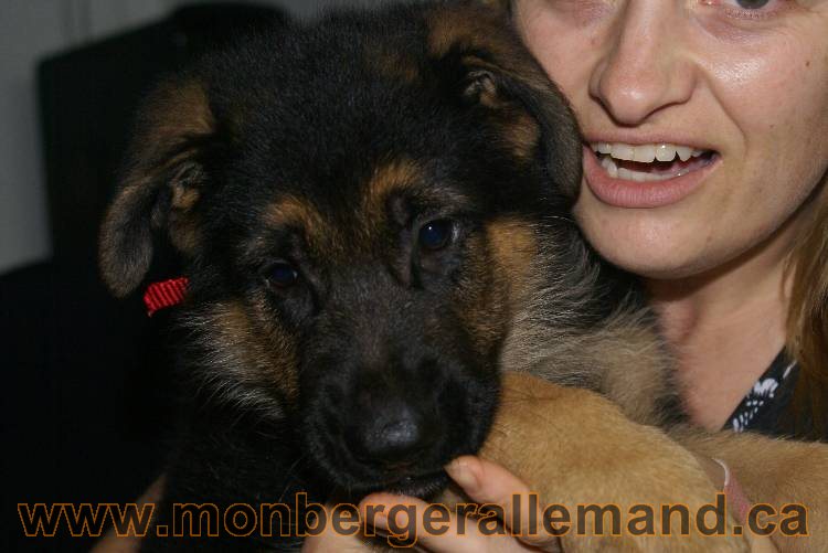 Chiots Berger allemand qui vont nous quitter... !!! Bonne chance mes bébés !!